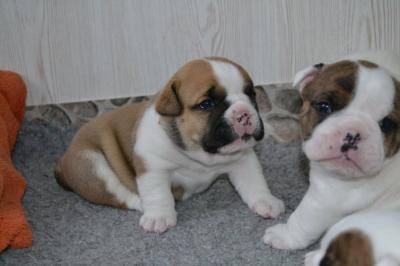 ++Reinrassige Englische Bulldogge ++