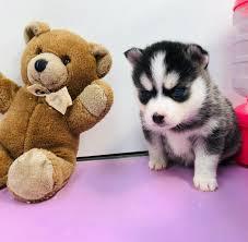 5 Pomsky Welpen