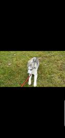 15 monate alter Husky