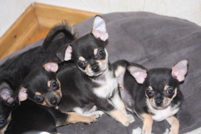 Reinrassige, wundersch�ne, typvolle Chih