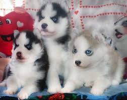 Pomsky Welpen - mini Husky Hybriden
