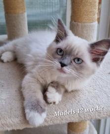 Ragdoll Kitten