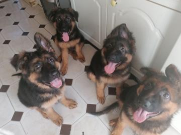 Deutscher Sch?ferhund Welpen