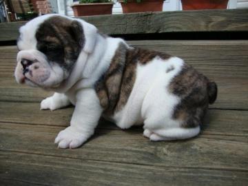 12 Wochen alte englische Bulldogge Welpe