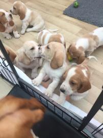 Kc Basset Hound Welpen