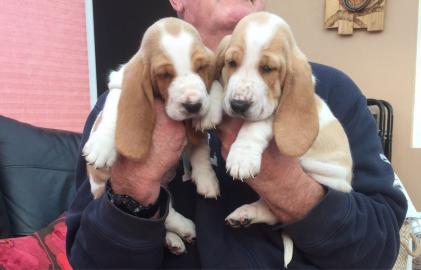 Kc Basset Hound Welpen