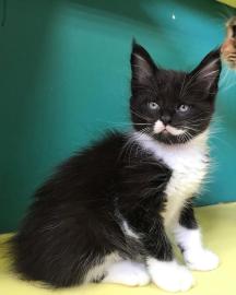 Wundersch�ne Maine-Coon-Katzen abzugeben