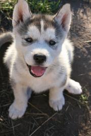 Siberian Husky Welpen