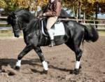 Sch�ne Quarter Horse