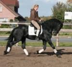 Sch�ne Quarter Horse