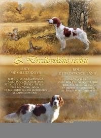 Irish Red and White Setter