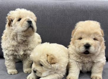 Wundersch�ne Chow-Chow-Welpen abzugeben!