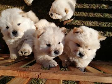 Wundersch?ne Chow Chow Welpen
