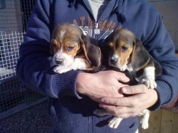 Beagle-Welpen zur Verf?gung