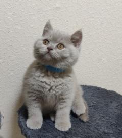 BKH Kitten mit Stammbaum