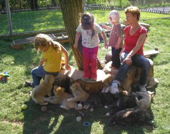 6 Reinrassige American Akita inu welpen