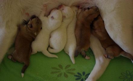 6 Reinrassige American Akita inu welpen