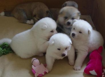 6 Reinrassige American Akita inu welpen