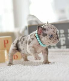 Tolle Franz�sische Bulldogge - M�dchen