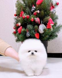 🐾 Zwergspitz-Welpen (Pomeranian) 