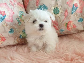 S�sse Malteser Welpen