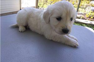 Englisch Golden Retriever