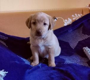 Super Labrador Fox Red Welpe