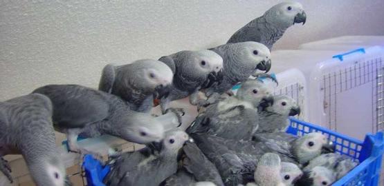 Graupapageienbabys