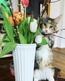 Maine Coon Katze