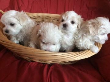 Malteser Welpen