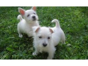 Genaue / Super Kleine Rasse Bichon Fris