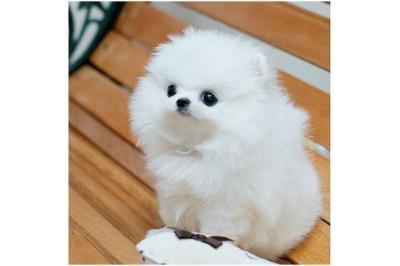 Zwergspitz Pomeranian Welpen mit VDH-FCI
