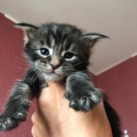 Wundersch�ne Maine-Coon-Katzen abzugeben