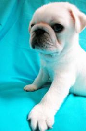 S��e Mops welpen suchen neues Zuhause