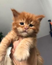 Wundersch�ne Maine-Coon-Katzen abzugeben