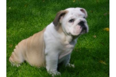 Englische Bulldogge Welpen