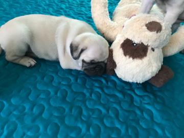 Pugglewelpen, Beaglewelpen, Mopswelpen,