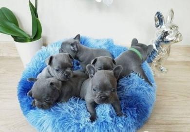 Franz�sische Bulldoggen Welpen R�den und