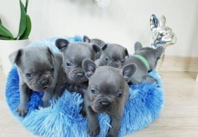 Franz�sische Bulldoggen Welpen R�den und
