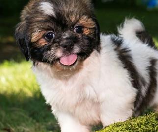 Junge und M�dchen Shih Tzu Welpen