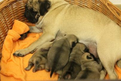 Mops Welpen ab Ende Februar abzugeben