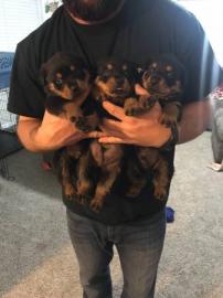 Wundersch?ne Rottweiler Welpen