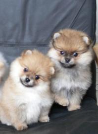 Pomeranian/Zwergspitz Welpen zu verkaufe