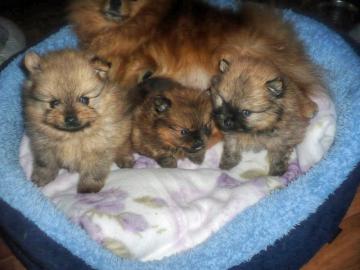 Pomeranian/Zwergspitz Welpen zu verkaufe