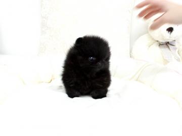 Zwergspitz / Pomeranian sucht neues Zuha