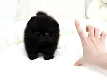 Zwergspitz / Pomeranian sucht neues Zuha