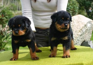 Sch?ne Rottweiller