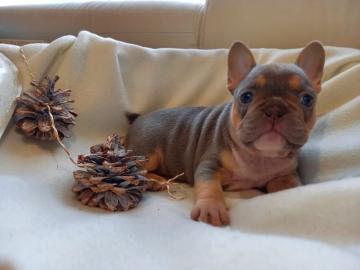 Franz?sische Bulldogge Welpe H?ndin Blau