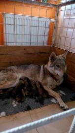 Tschechoslowakischer Wolfshund mit PP