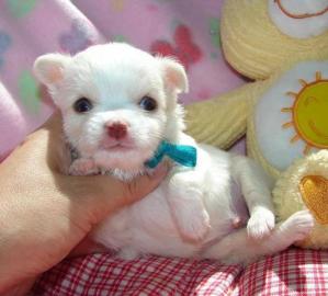 s��e MINI ChihuahuaWelpe mit Papieren